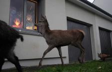 Quand l'homme n'est pas là, les animaux dansent !